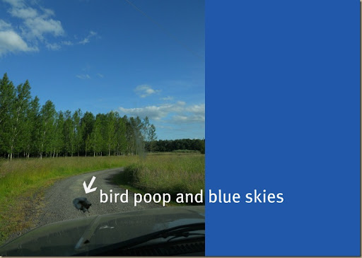 bird poop and blue skies