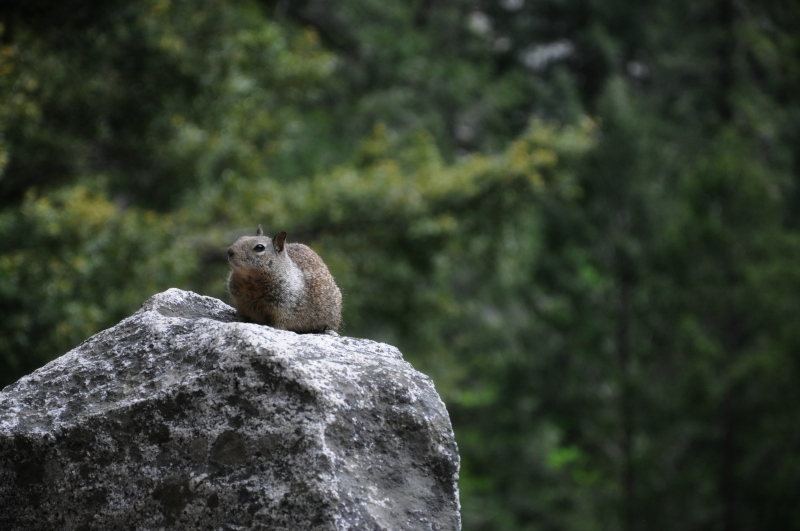 Yosemite Wildlife @ Mt. Hope Chronicles