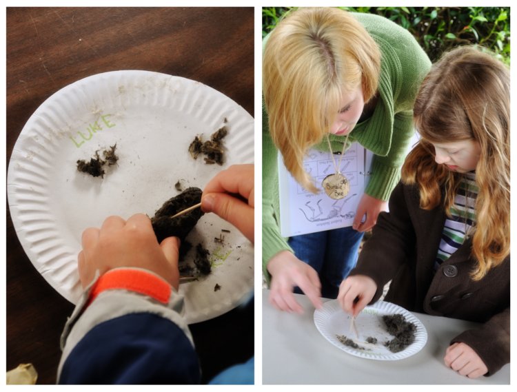 owl pellet dissection (2)