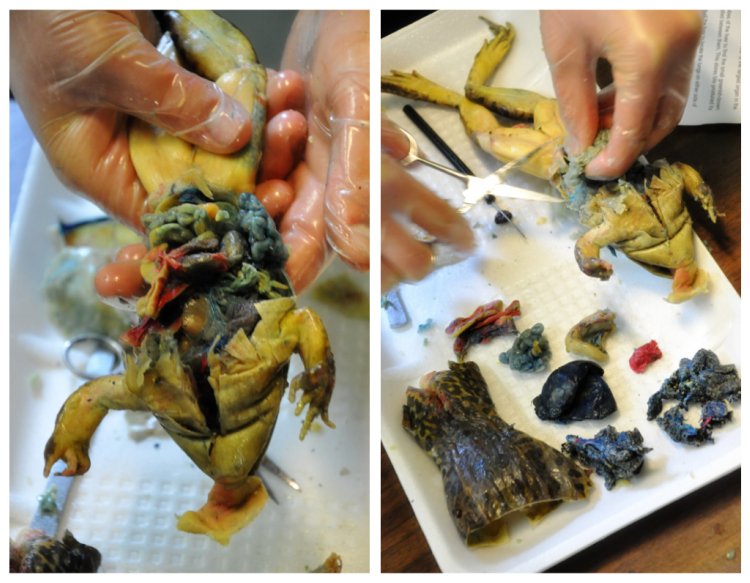 frog dissection (2)