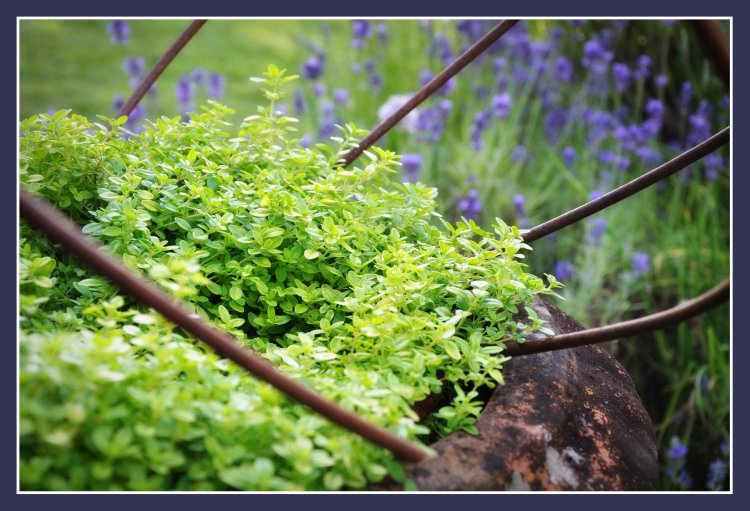 Herb Garden