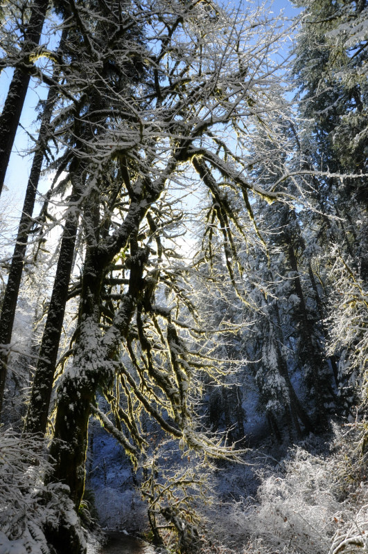 Silver Falls Snow 17 @ Mt. Hope Chronicles