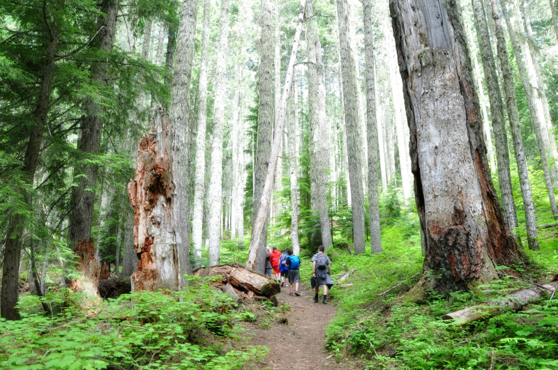 Iron Mountain Hike Trees @ Mt. Hope Chronicles