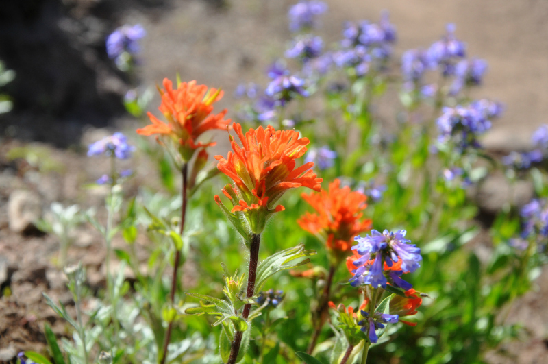 Iron Mountain Hike Indian Paintbrush @ Mt. Hope Chronicles