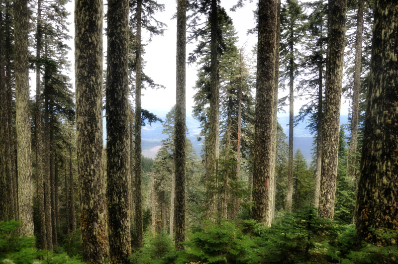 Marys Peak Trees @ Mt. Hope Chronicles