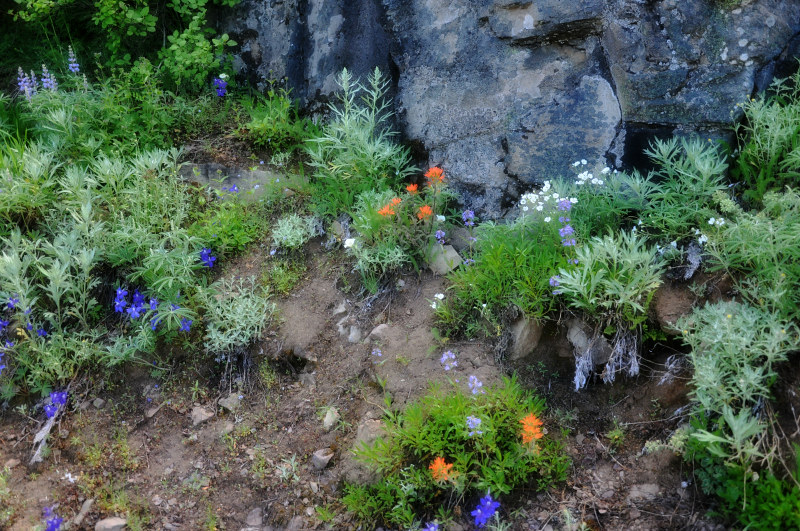 Iron Mountain Hike Wildflowers @ Mt. Hope Chronicles