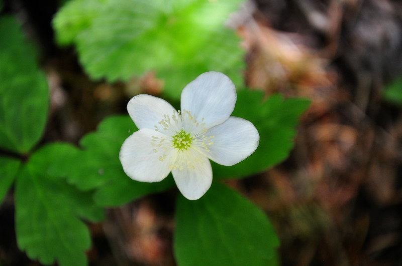 Iron Mountain Hike White Wildflower @ Mt. Hope Chronicles