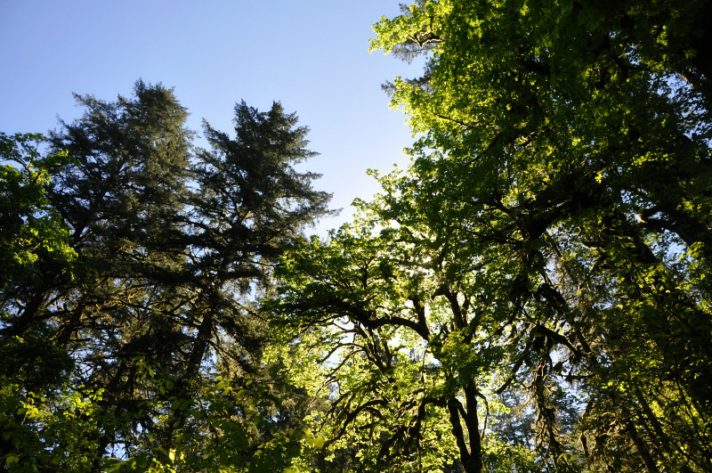 McDowell Creek Trees @ Mt. Hope Chronicles