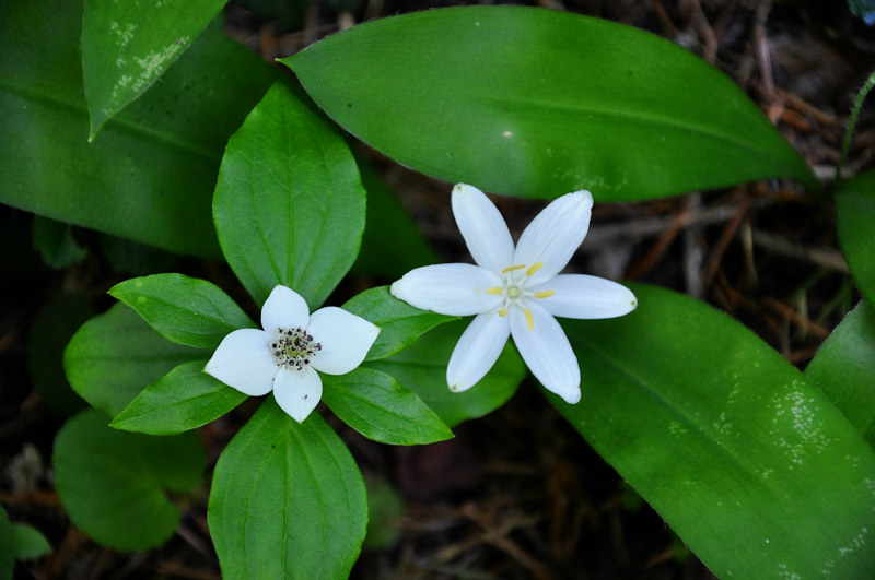 Iron Mountain Hike White Wildflowers @ Mt. Hope Chronicles