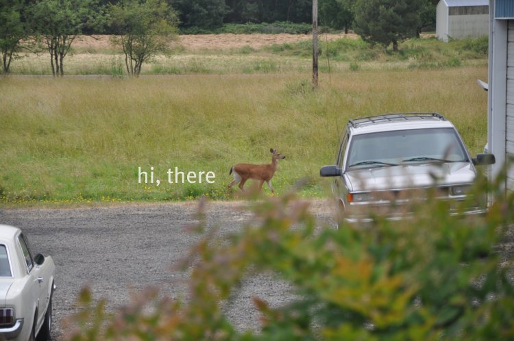 deer in driveway