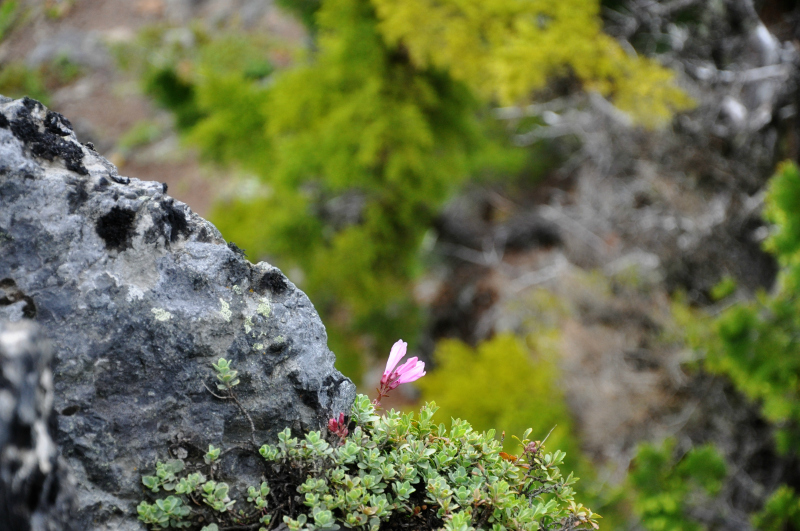 Triangulation Peak Hike 10 @ Mt. Hope Chronicles