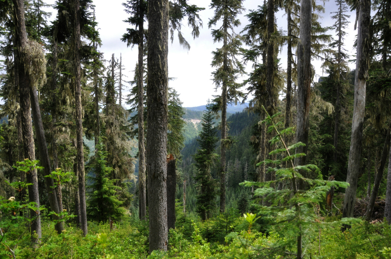 Triangulation Peak Hike 1 @ Mt. Hope Chronicles