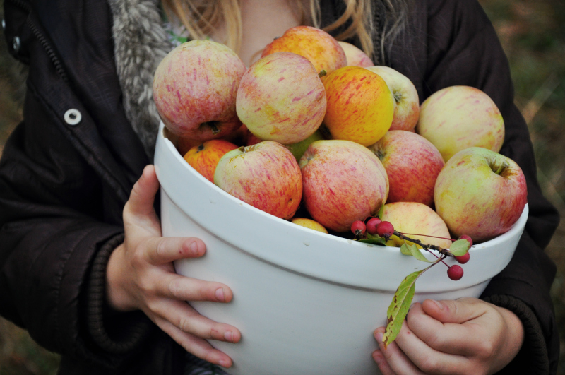 Bowl of Apples @ Mt. Hope Chronicles